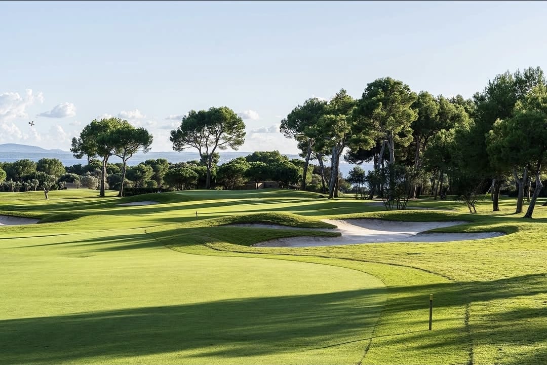 A fairway lined with umbrella pines